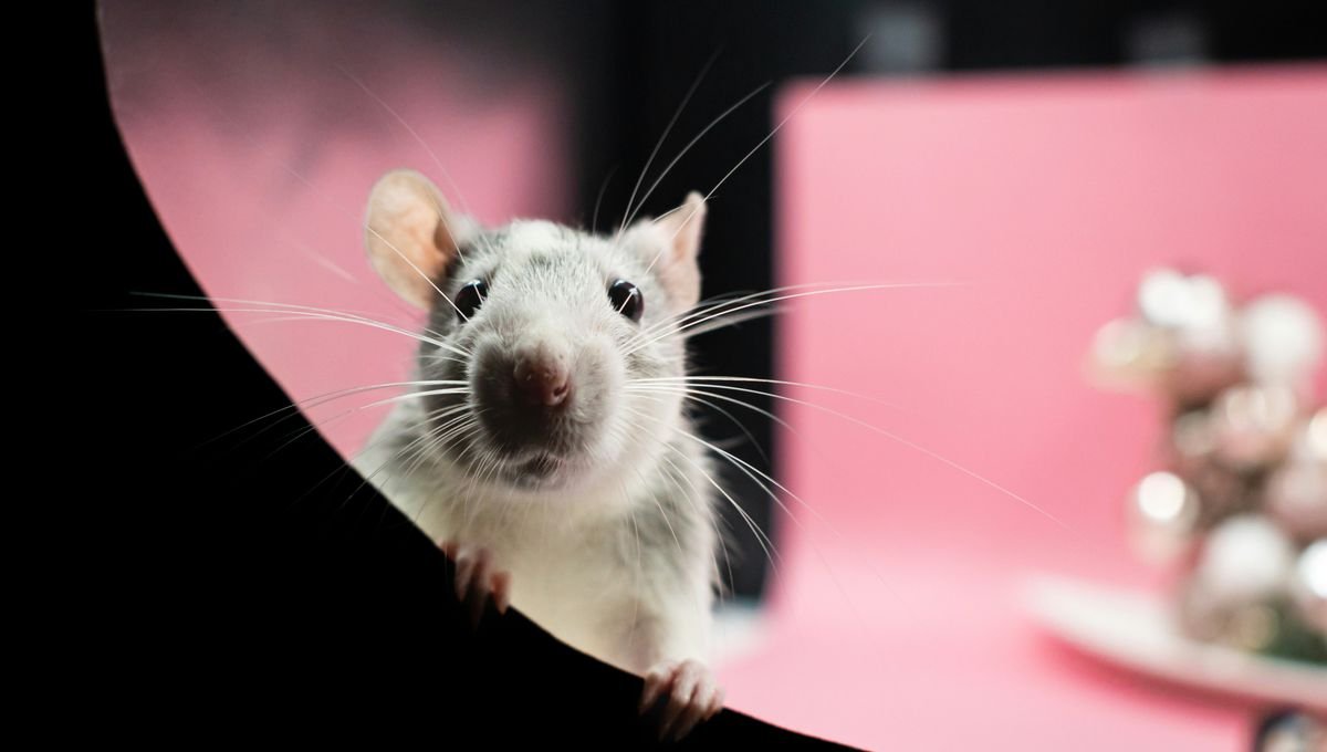 A Human "Language Gene" Was Inserted Into Mice And Strange Things Unfolded