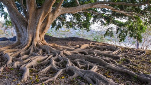 Tree Roots Probably Caused Multiple Mass Extinction Events