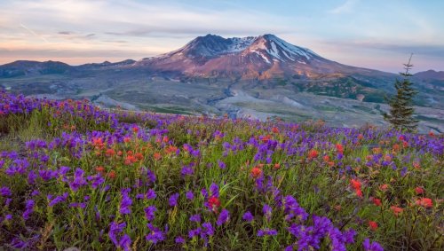 In 1982, Gophers Were Dropped Onto Mount St Helens And Amazing Things Happened To The Ecosystem
