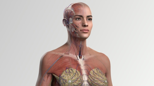 New 3D Model Of Female Anatomy Is Tackling Male Bias In Medical Teaching