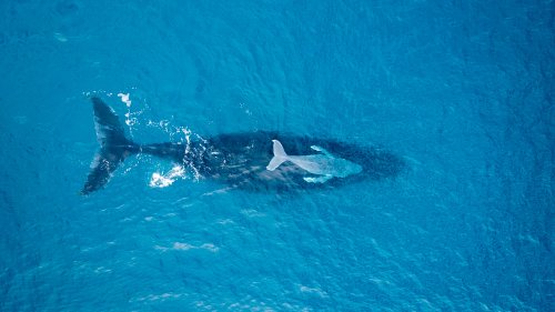 Resolving Peto's Paradox: Why Aren't Whales Born With Cancer?