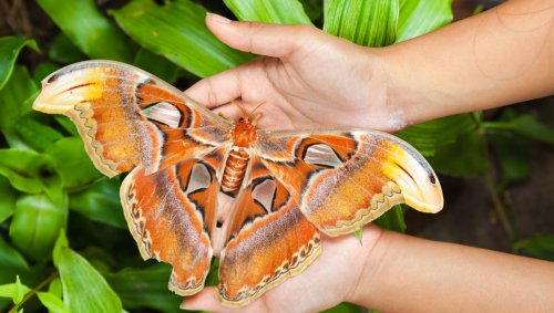 One Of World s Biggest Moths Seen In US For First Time Stumping 