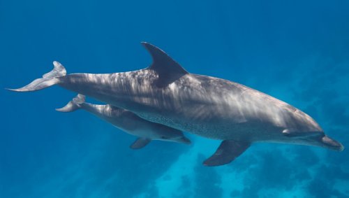 Dolphin Duo Trapped For Two Years In Pond Released Into Gulf Of Mexico ...