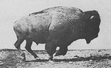 Historic Great Plains Bison Slaughter Had Surprising Lasting Consequences For Native Americans