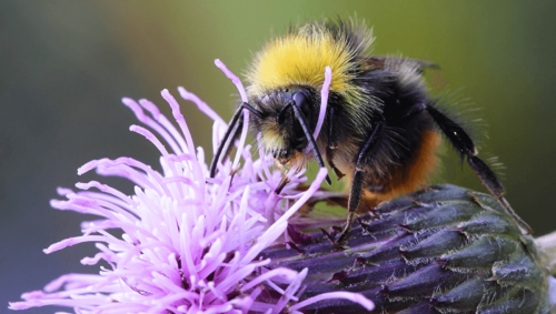 Nine Easy Steps You Can Take To Support Biodiversity If You Have A Garden