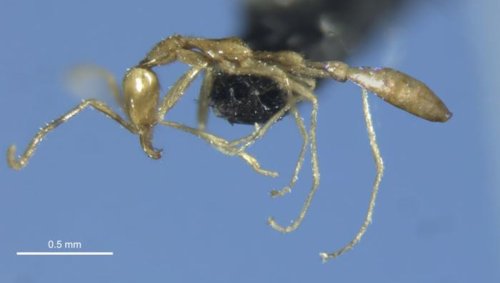 Spooky “Ghostly” Ant Named After Voldemort Is New-To-Science Species