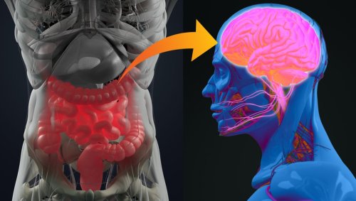 Vagus Nerve Stimulation At The Ear Strengthens Communication Between Stomach and Brain