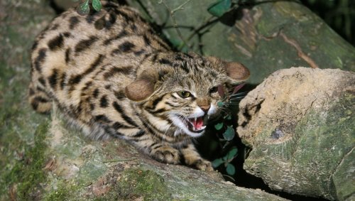 The Deadliest Cat In The World Is Tiny And Adorable