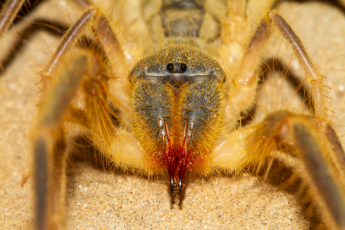 Enormous Camel Spiders Do Chase People, But They’re Not After Us ...