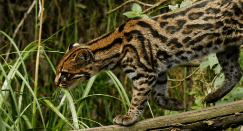 New Species Of Super-Cute Tiger Cat Discovered With An Uncertain Future