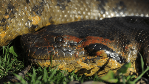 New Giant Anaconda Species Discovered While Filming With Will Smith In Amazon