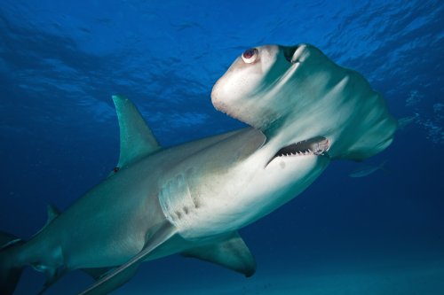 Why Do Hammerhead Sharks Have Hammer-Shaped Heads?