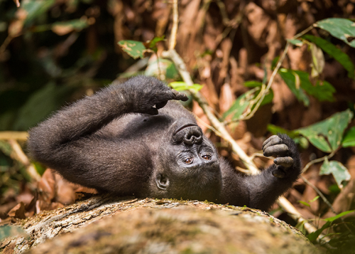 First Evidence Chimpanzees And Gorillas Form Lasting Relationships In The Wild