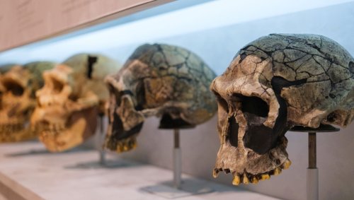 The Lost Hominins You’ve Never Heard Of