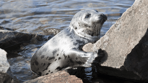 Thousands Of Dead Seals Have Washed Up In Russia. Officials Say They Were Deprived Of Oxygen.