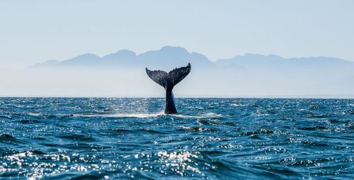 Whales Must Be Granted Personhood, Say Pacific Indigenous Leaders