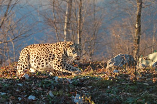 Rarely-seen Persian leopards show up in Iran’s Mazandaran