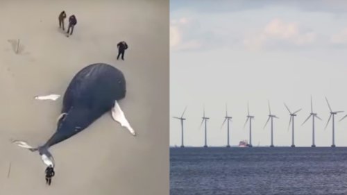 Offshore wind farms suspected of killing whales as Biden seeks to phase ...