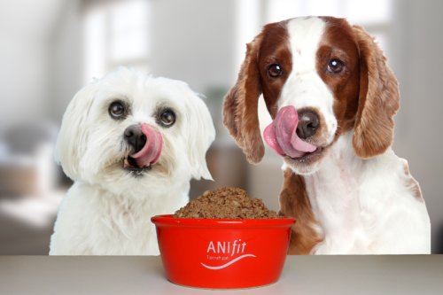 Die Grundlagen der Hundeernährung