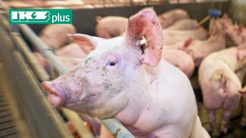 Schweinebauern verärgert über Preissenkung von Aldi