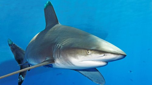 Ägypten: Hai tötet Frau aus Österreich in Hurghada