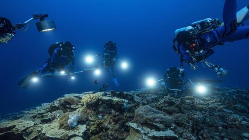 Meeresforscher: Großes Korallenriff vor Tahiti entdeckt