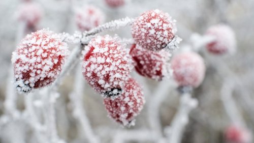 Wetter ab 3. Advent: Schnee & sibirische Kälte in Deutschland