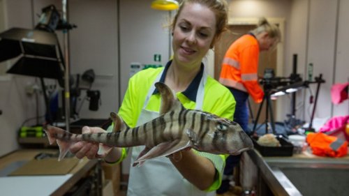 Bisher unbekannte Haiart vor Australien entdeckt