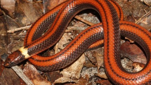 Farbenprächtige Schlangenart in Paraguay entdeckt