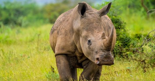 Rinoceronte s'infuria e attacca una jeep piena di turisti che facevano un safari: "Ha iniziato a correre e ci ha colpito, l'auto si è ribaltata" - Il Fatto Quotidiano