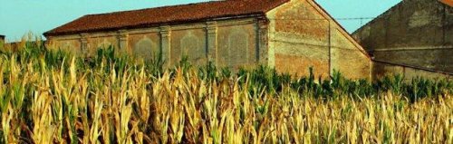 Agricoltura, cancerogeno un terzo del mais del 2012: finirà negli impianti di biogas - Il Fatto Quotidiano