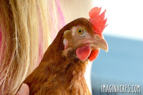 10 Things about Raising Chickens You Won't Read in Books