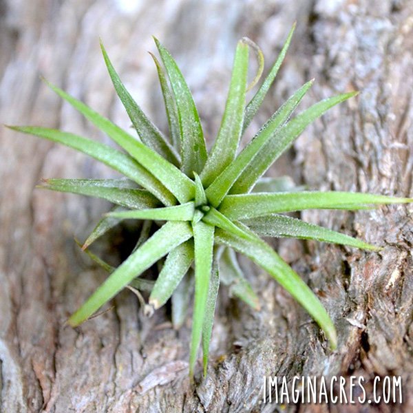 Houseplants: Tips to Grow & Thrive cover image