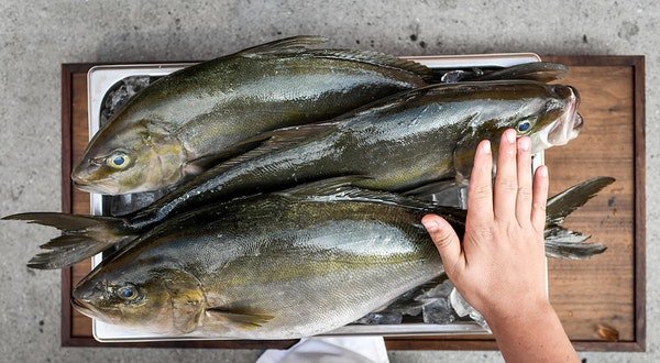 How to Find Sustainable Seafood While Traveling