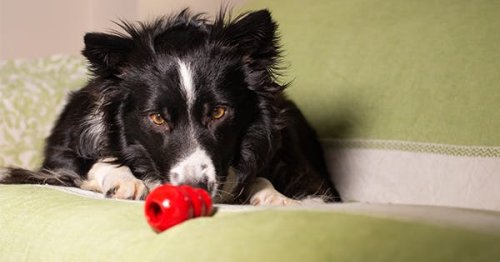 The 26 Best Kong Fillers to Keep Your Pup Engaged and Happy