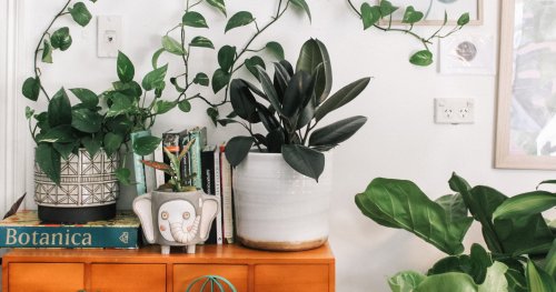 Ferns Are the New Fiddle-Leaf, Plus 2 Other Plant Trends to Check Out in 2022