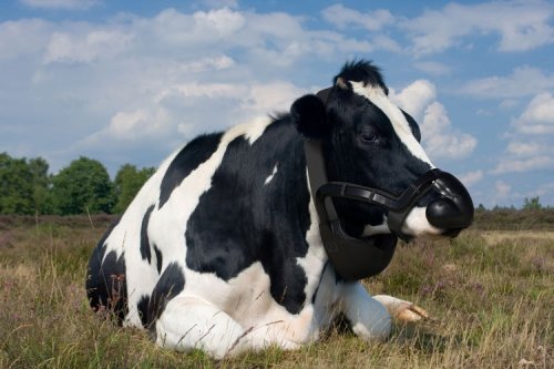 Methane-capturing cow collar and chemical-free textile scoop Terra Carta top prize