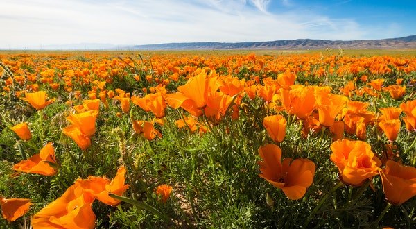 Where to See California Wildflowers, Even Without a Super Bloom