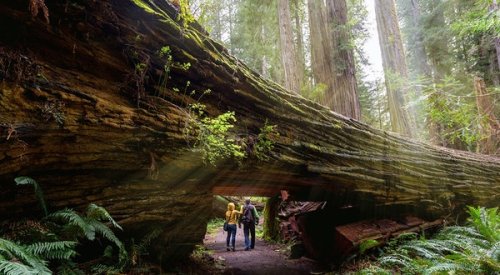 Discover California’s Venerable Giant Trees—Without the Crowds