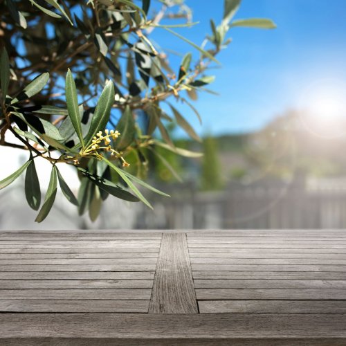 Den Olivenbaum richtig pflegen: Was tun gegen gelbe Blätter? Wie oft muss man ihn gießen?