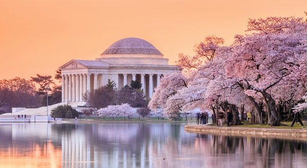 A 2022 Guide to Seeing Cherry Blossoms in Washington, D.C.