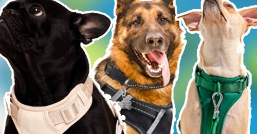 The 5 Best Dog Harnesses for Safer Walks and Happier Pups