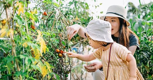 What to Plant with Tomatoes: The 25 Best Companions to Try (and 7 to Avoid)