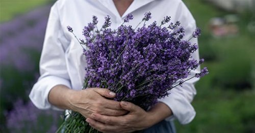 How to Grow Lavender in Your Garden