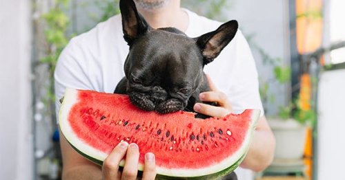 What Fruits Can Dogs Eat? Here’s What’s OK and What to Avoid at All Costs