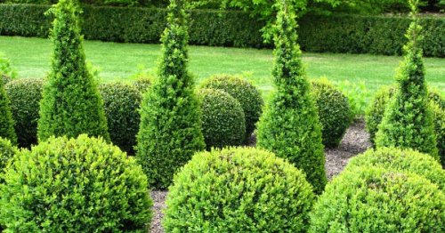 The 30 Best Evergreen Shrubs for the Front of Your House
