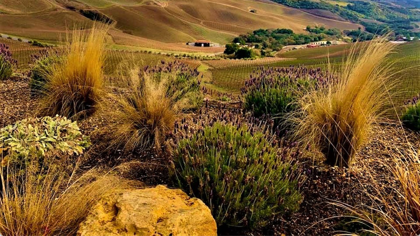 Best US Wine Regions to Visit During The Harvest