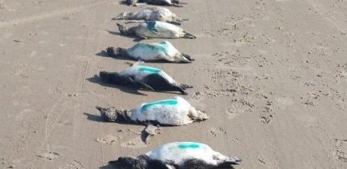 Quase 600 pinguins são achados mortos em semana de ciclone no litoral de SC