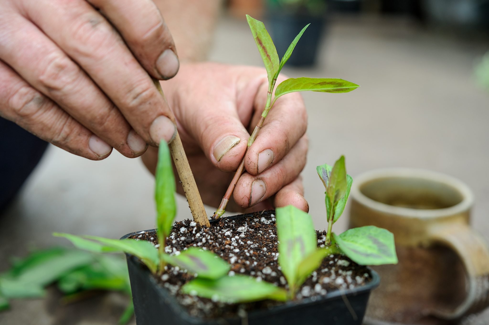 I tried gardening’s best-kept secret, and now I have dozens of plant babies
