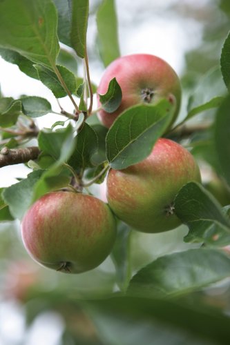 How to prune apple trees and pear trees